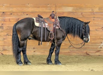 Gypsy Horse, Gelding, 6 years, 14.1 hh, Bay