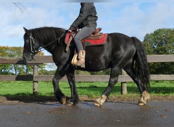 Gypsy Horse, Gelding, 6 years, 14.1 hh, Black