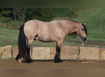 Gypsy Horse Mix, Gelding, 6 years, 14.1 hh, Buckskin