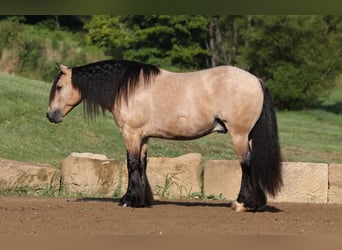 Gypsy Horse Mix, Gelding, 6 years, 14.1 hh, Buckskin