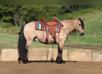 Gypsy Horse Mix, Gelding, 6 years, 14.1 hh, Buckskin