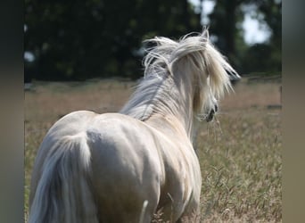 Gypsy Horse, Gelding, 6 years, 14,1 hh, Palomino