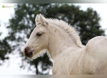 Gypsy Horse, Gelding, 6 years, 14,1 hh, Palomino