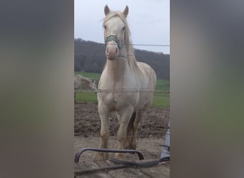 Gypsy Horse, Gelding, 6 years, 14,1 hh, Palomino