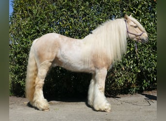 Gypsy Horse, Gelding, 6 years, 14.1 hh, Palomino