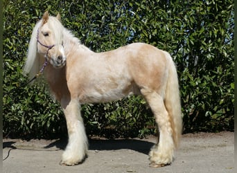 Gypsy Horse, Gelding, 6 years, 14.1 hh, Palomino