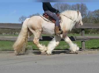 Gypsy Horse, Gelding, 6 years, 14.1 hh, Palomino