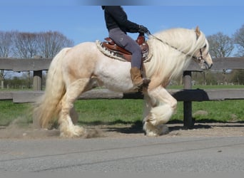 Gypsy Horse, Gelding, 6 years, 14.1 hh, Palomino