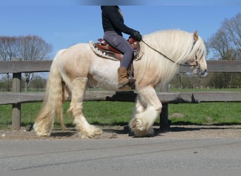 Gypsy Horse, Gelding, 6 years, 14.1 hh, Palomino