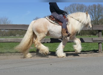 Gypsy Horse, Gelding, 6 years, 14.1 hh, Palomino