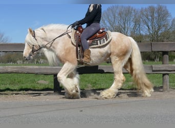 Gypsy Horse, Gelding, 6 years, 14.1 hh, Palomino