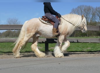 Gypsy Horse, Gelding, 6 years, 14.1 hh, Palomino