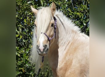 Gypsy Horse, Gelding, 6 years, 14.1 hh, Palomino