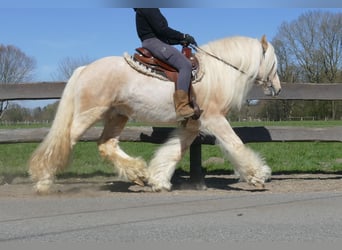 Gypsy Horse, Gelding, 6 years, 14.1 hh, Palomino