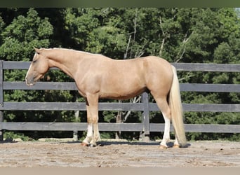 Gypsy Horse Mix, Gelding, 6 years, 14,1 hh, Palomino