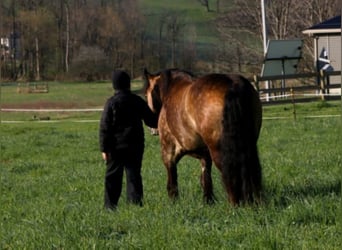 Gypsy Horse, Gelding, 6 years, 14.2 hh, Buckskin