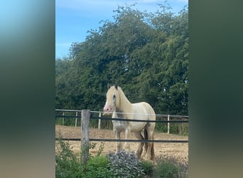 Gypsy Horse, Gelding, 6 years, 14.2 hh, Gray