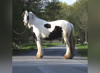 Gypsy Horse, Gelding, 6 years, 14.2 hh, Pinto
