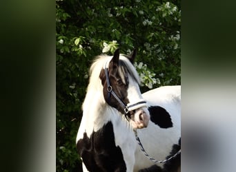 Gypsy Horse, Gelding, 6 years, 14.2 hh, Pinto