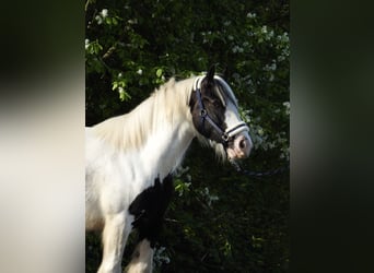 Gypsy Horse, Gelding, 6 years, 14.2 hh, Pinto