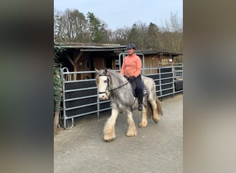 Gypsy Horse, Gelding, 6 years, 14.2 hh, Roan-Red