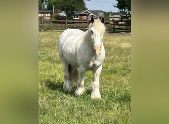 Gypsy Horse, Gelding, 6 years, 14.2 hh, Sabino