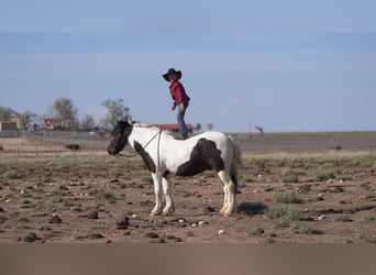 Gypsy Horse, Gelding, 6 years, 14.2 hh