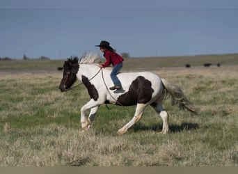 Gypsy Horse, Gelding, 6 years, 14.2 hh