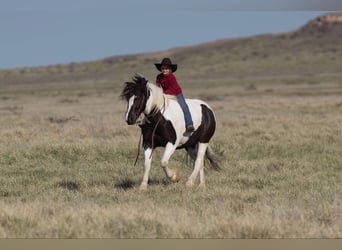 Gypsy Horse, Gelding, 6 years, 14.2 hh