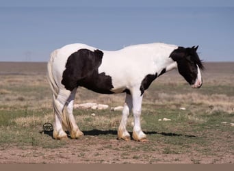 Gypsy Horse, Gelding, 6 years, 14.2 hh