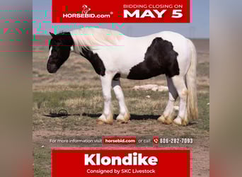 Gypsy Horse, Gelding, 6 years, 14.2 hh