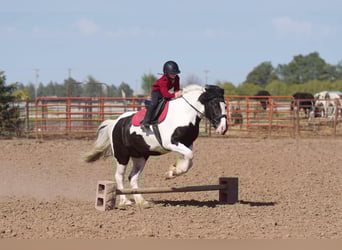 Gypsy Horse, Gelding, 6 years, 14.2 hh