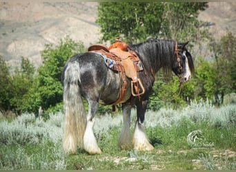 Gypsy Horse, Gelding, 6 years, 14.3 hh, Black