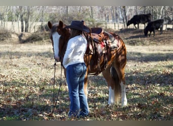 Gypsy Horse, Gelding, 6 years, 14,3 hh, Chestnut