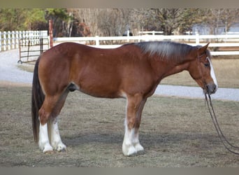 Gypsy Horse, Gelding, 6 years, 14,3 hh, Chestnut