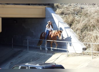 Gypsy Horse, Gelding, 6 years, 14.3 hh, Chestnut