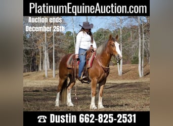 Gypsy Horse, Gelding, 6 years, 14.3 hh, Chestnut