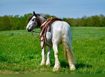 Gypsy Horse, Gelding, 6 years, 14.3 hh, Gray-Dapple