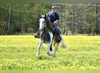 Gypsy Horse, Gelding, 6 years, 14.3 hh, Gray-Dapple
