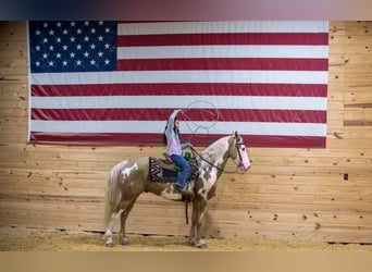 Gypsy Horse, Gelding, 6 years, 14.3 hh, Palomino