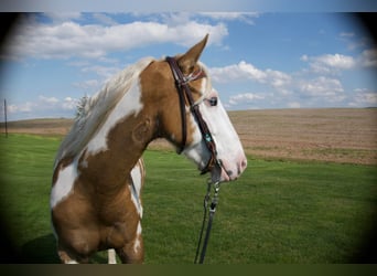 Gypsy Horse, Gelding, 6 years, 14.3 hh, Palomino