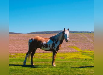 Gypsy Horse, Gelding, 6 years, 14.3 hh, Palomino