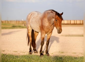 Gypsy Horse, Gelding, 6 years, 14.3 hh, Roan-Bay