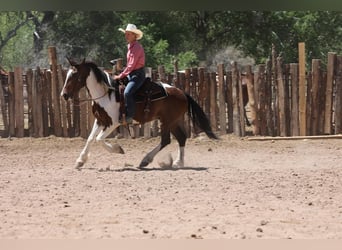 Gypsy Horse Mix, Gelding, 6 years, 14.3 hh