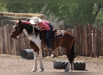 Gypsy Horse Mix, Gelding, 6 years, 14.3 hh