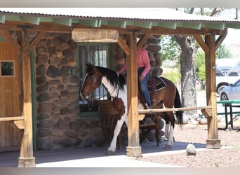 Gypsy Horse Mix, Gelding, 6 years, 14.3 hh