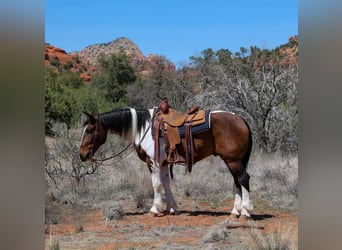 Gypsy Horse Mix, Gelding, 6 years, 14.3 hh