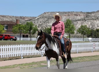 Gypsy Horse Mix, Gelding, 6 years, 14.3 hh