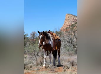 Gypsy Horse Mix, Gelding, 6 years, 14.3 hh