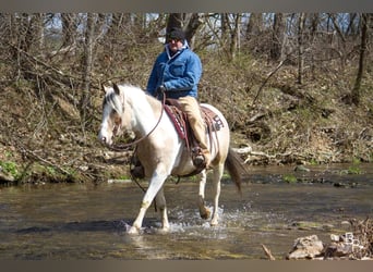 Gypsy Horse, Gelding, 6 years, 14 hh, Buckskin